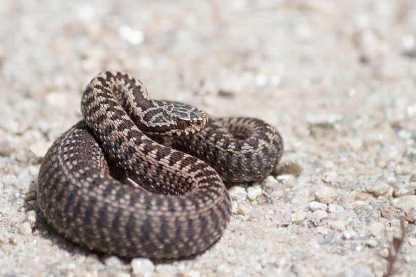 Vipera seoanei_02