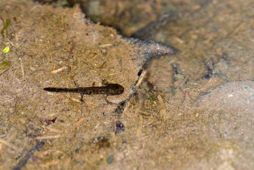 LARVA SALAMANDRA
