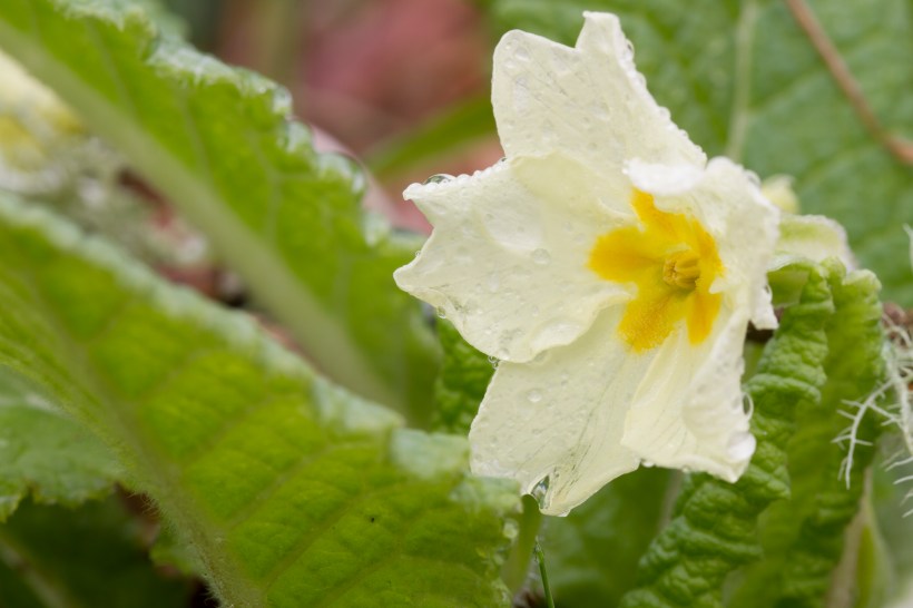Primula_acaulis