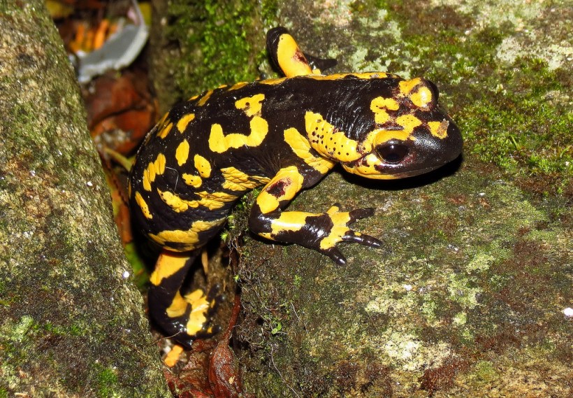 SALAMANDRA ADULTA