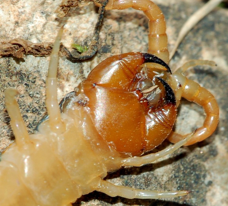 scolopendra_fg02.jpg