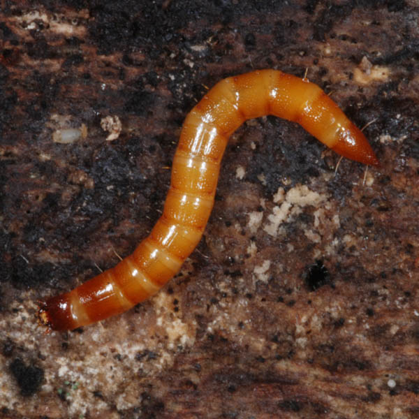 Elateridae_larva_Gabor Keresztes