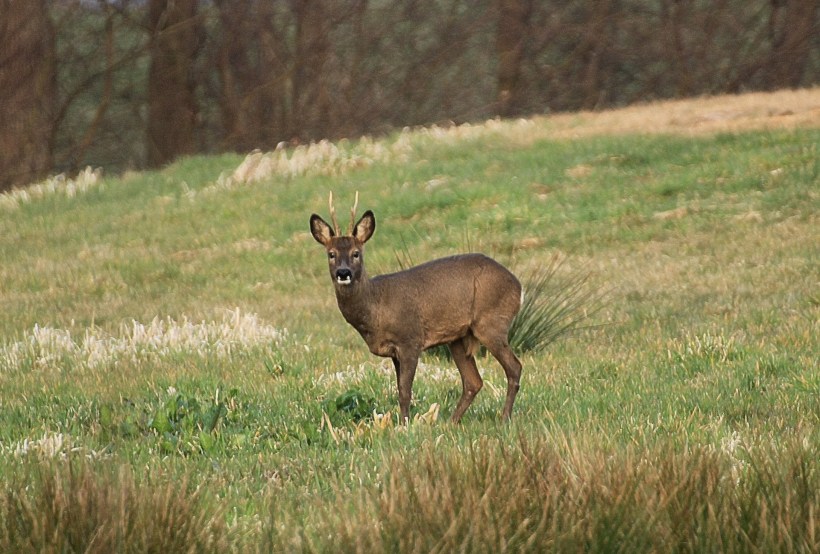 roe-deer-720355_1920