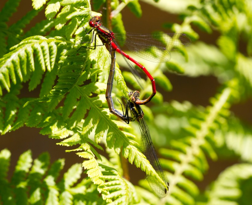 Donceliña vermella_Pyrrhosoma nymphula_5
