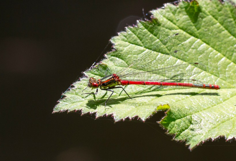 Donceliña vermella_Pyrrhosoma nymphula_7