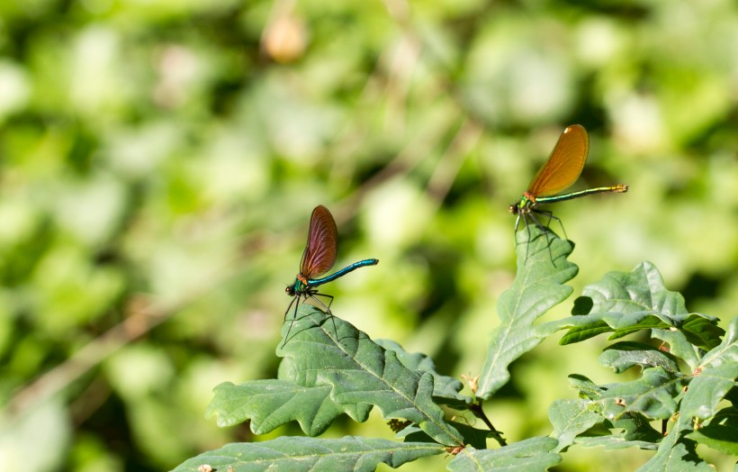 GAITEIRO AZUL_Calopteryx virgo