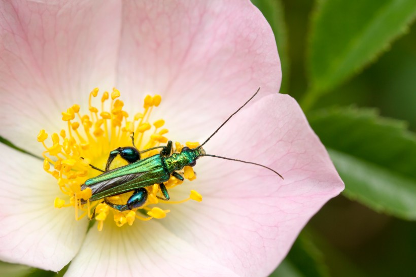 Oedemera sp_1