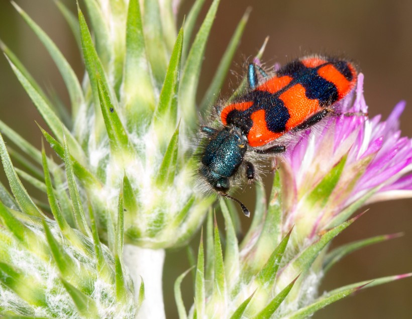 Trichodes leucopsideus