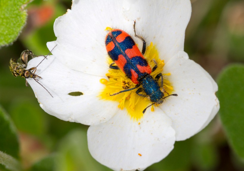 Trichodes leucopsideus_2