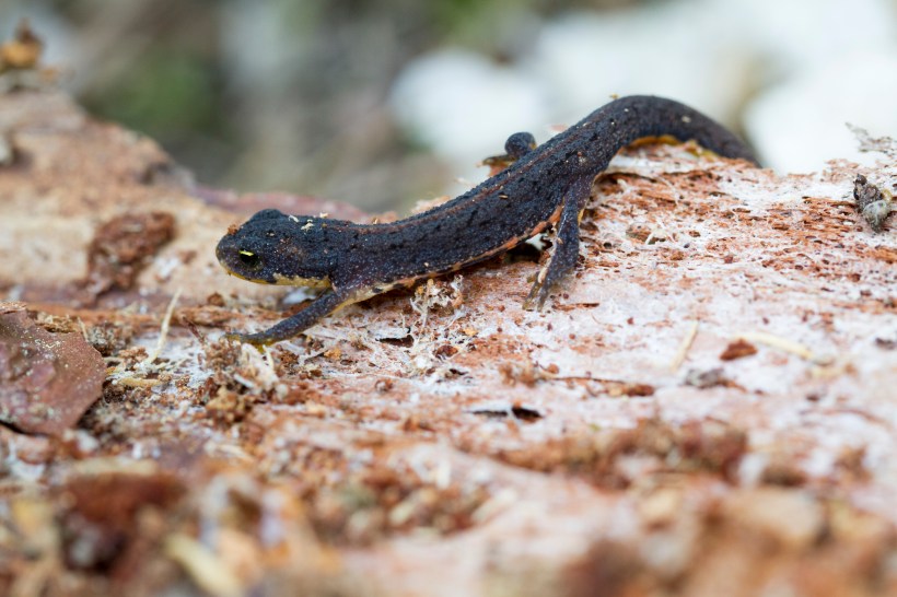 TRITÓN IBÉRICO_Lissotriton boscai
