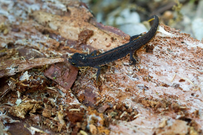 TRITÓN IBÉRICO_Lissotriton boscai_2